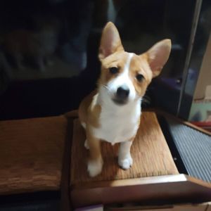 Meet your Posher, Patricia